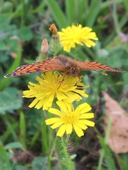 Melitaea parthenoides