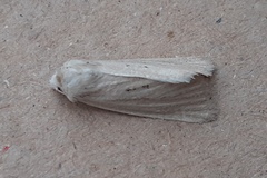Photedes dulcis