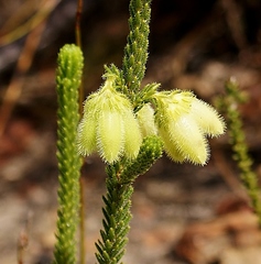 Erica sparrmanni