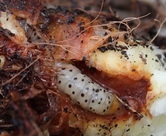 Neuranethes spodopterodes