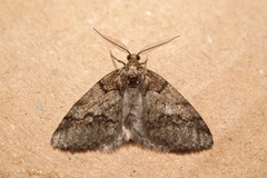 Tephronia lhommaria