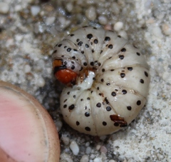 Neuranethes spodopterodes