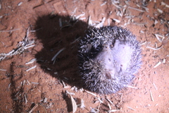 Greater Hedgehog Tenrec photo 1