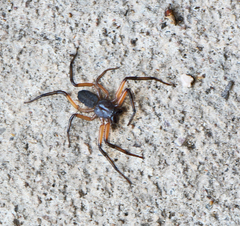 Platyoides walteri