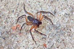 Platyoides walteri