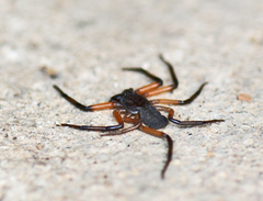 Platyoides walteri