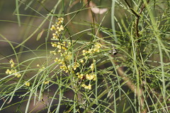 Acacia mucronata longifolia