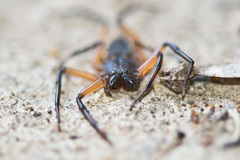 Platyoides walteri