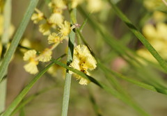 Acacia mucronata longifolia