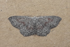 Cyclophora pendularia