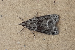 Eudonia lacustrata