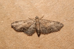 Eupithecia inturbata