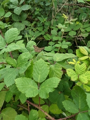 Pararge aegeria