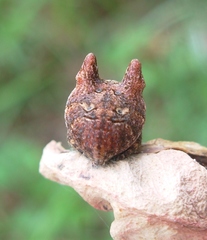 Carepalxis tuberculata