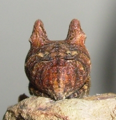 Carepalxis tuberculata