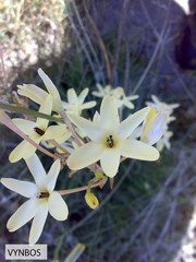 Ixia paniculata