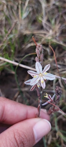 Trachyandra oligotricha