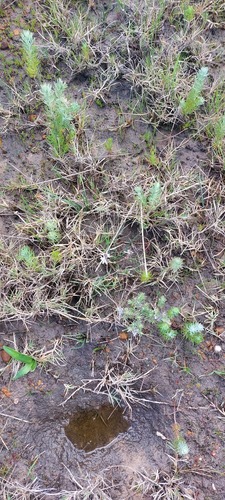Trachyandra oligotricha
