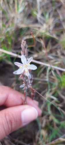Trachyandra oligotricha