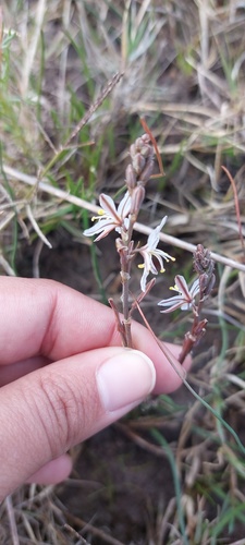 Trachyandra oligotricha