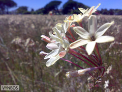 Ixia paniculata
