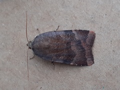 Noctua janthina