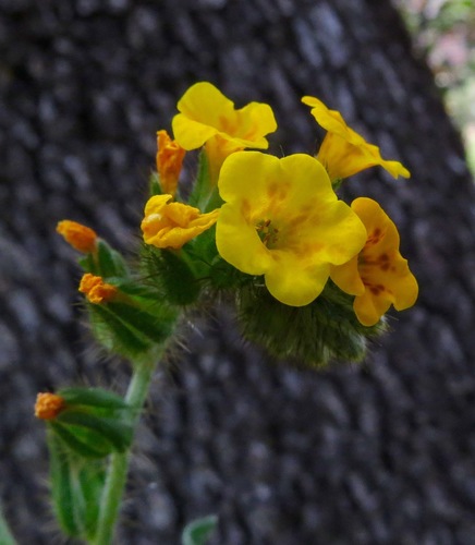 iNaturalist observation photo of Fiddlenecks