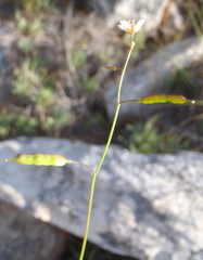 Heliophila pendula