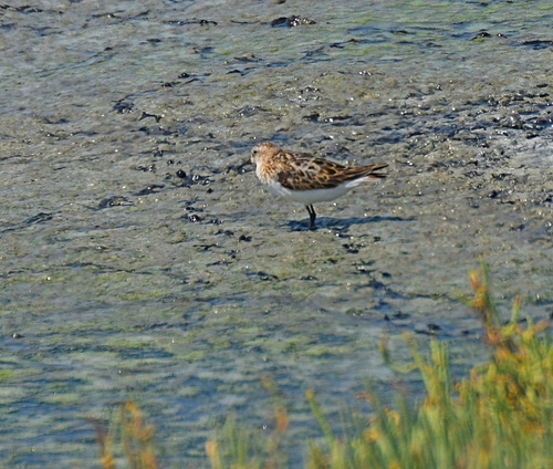 Correlimos menudo (Calidris minuta)