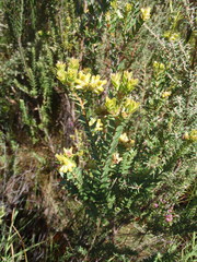 Penaea cneorum cneorum