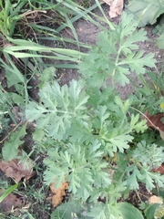 Artemisia absinthium