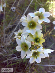 Ixia monadelpha