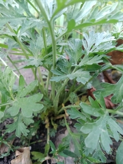 Artemisia absinthium