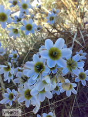 Ixia monadelpha