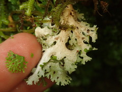 Sticta lacera