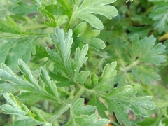 Artemisia absinthium