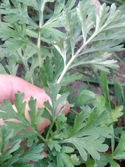 Artemisia absinthium