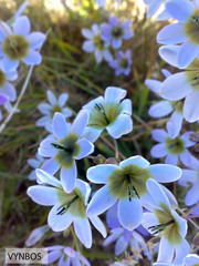 Ixia monadelpha
