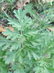 Artemisia absinthium