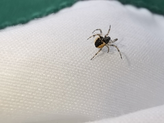Gibbaranea bituberculata