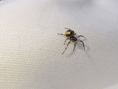 Gibbaranea bituberculata