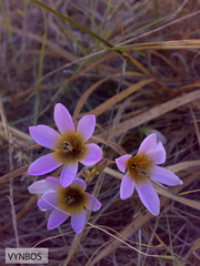 Ixia monadelpha