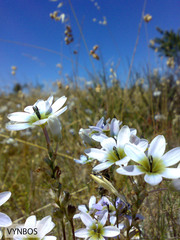Ixia monadelpha