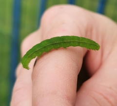 Scoliopteryx libatrix
