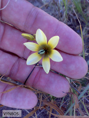 Ixia monadelpha