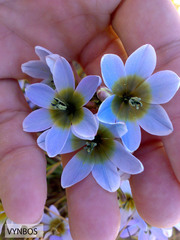 Ixia monadelpha
