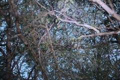 Microcebus murinus