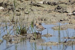 Charadrius alexandrinus alexandrinus