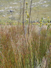 Aspalathus acanthes