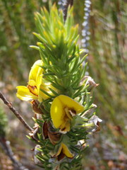 Aspalathus acanthes